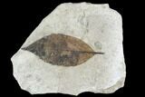 Fossil Leaf (Quercus)- Green River Formation, Utah #110339-1
